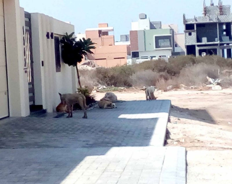 كلاب ضالة تهدّد حياة سكان مجمع 1027 بمدينة حمد