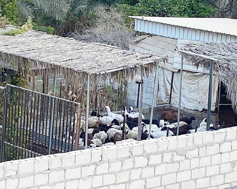المحكمة تأمر بإزالة حظيرة أغنام موجودة بحي سكني في مهزة