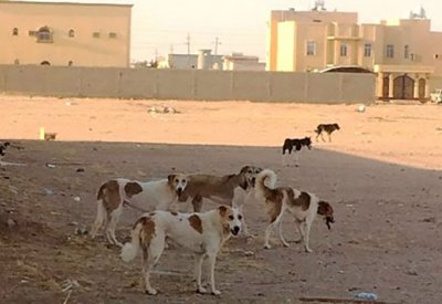 حفيرة .. مأوى الكلاب الضالة الجديد