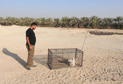 دوار 17 "فود تراك" للكلاب الضالة