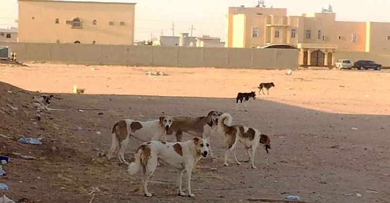 حفيرة .. مأوى الكلاب الضالة الجديد