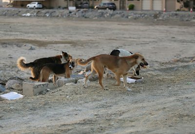 كلب يهاجم الطفلة "لولوة" والرضيعة "دانة"