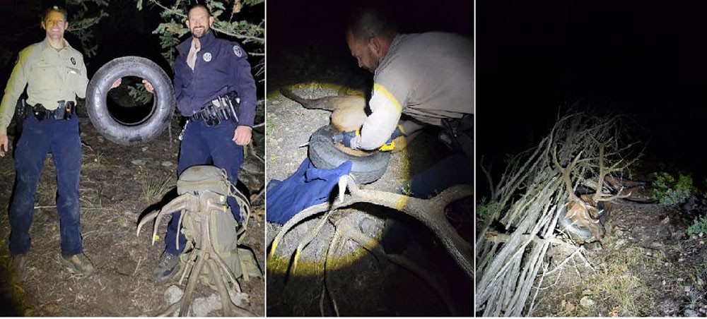 مردوخ وزميله داوسون سوانسون قاما بتخدير الغزال للسيطرة عليه وإخراج العجلة عن رقبته فيما بعد