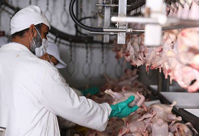 "دلمون للدواجن" تدرس عروضاً لتعيين مستشار قانوني للدمج مع "العامة للدواجن"