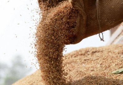 طريقة وفاة لا تخطر على بال.. الاختناق بالأرز