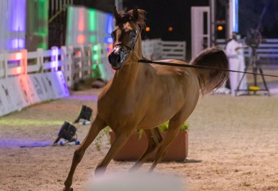 فتح باب التسجيل للمشاركة في بطولة العيد الوطني لجمال الخيل العربية