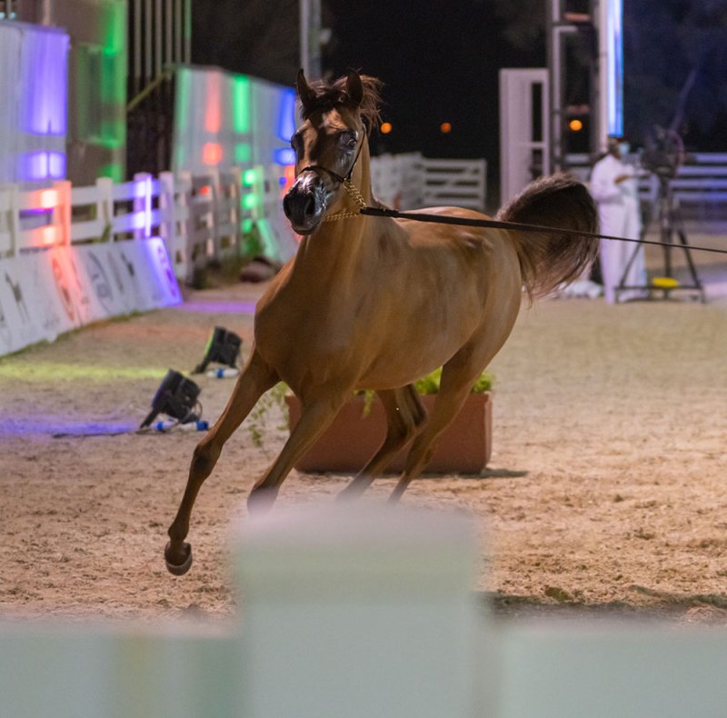 فتح باب التسجيل للمشاركة في بطولة العيد الوطني لجمال الخيل العربية