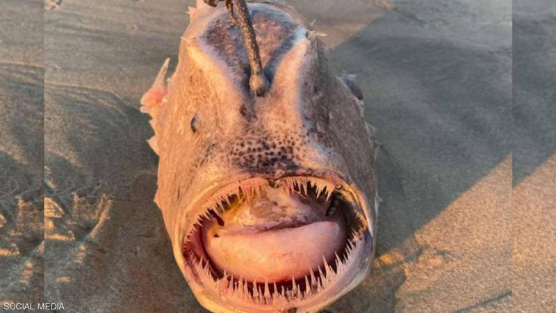 بالصدفة.. مصور يعثر على "وحش" بحري نادر