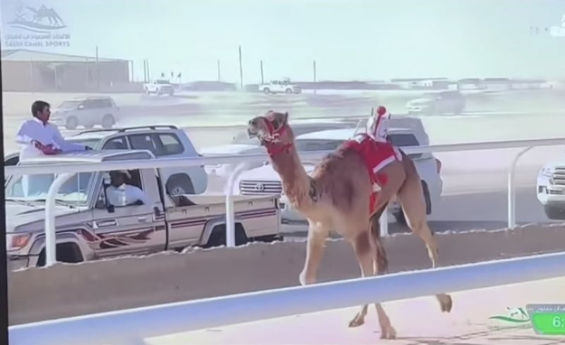 ناصر بن حمد يشيد بانتصار صمت ولاضي في كأس وزارة الرياضة للهجن بالسعودية