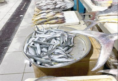 وفرة في معروض الأسماك بالأسواق واستقرار الأسعار