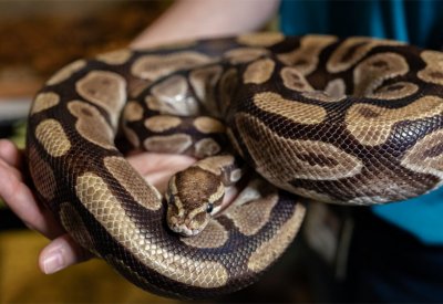 عملية سطو غريبة في بريطانيا.. الشرطة تبحث عن لص ثعابين ملكية