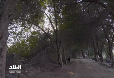 غابة كرزكان… شارع السعادة وبرواية أخرى شارع الحب