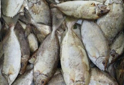 الكيلو بــ500 فلس.. هبوط كبير في سعر الصافي