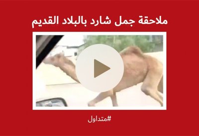 بالفيديو: ملاحقة جمل شارد بالبلاد القديم