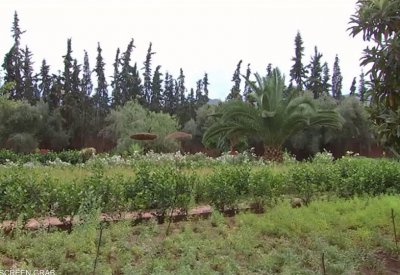 السوريون يستعيضون بالأعشاب عن الأدوية لغلائها