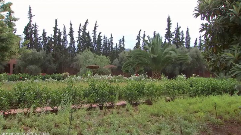 السوريون يستعيضون بالأعشاب عن الأدوية لغلائها