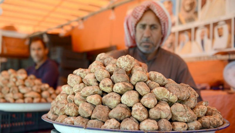 الزعاق: الفقع أحد عناصر مثلث السعادة عند العرب