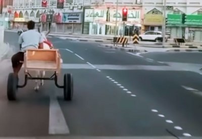 بالصور: يقطع الإشارة الحمراء مع حماره وزعلان