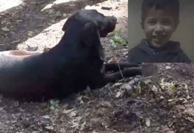 قصة وفاء نادرة.. كلب يرابط عند قبر الطفل ريان