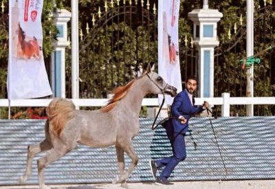 العارض البحريني محمد الحايكي يتألق في بطولة أبوظبي الدولية لجمال الخيل