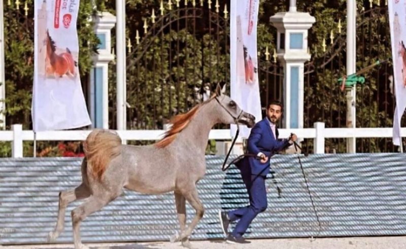 العارض البحريني محمد الحايكي يتألق في بطولة أبوظبي الدولية لجمال الخيل