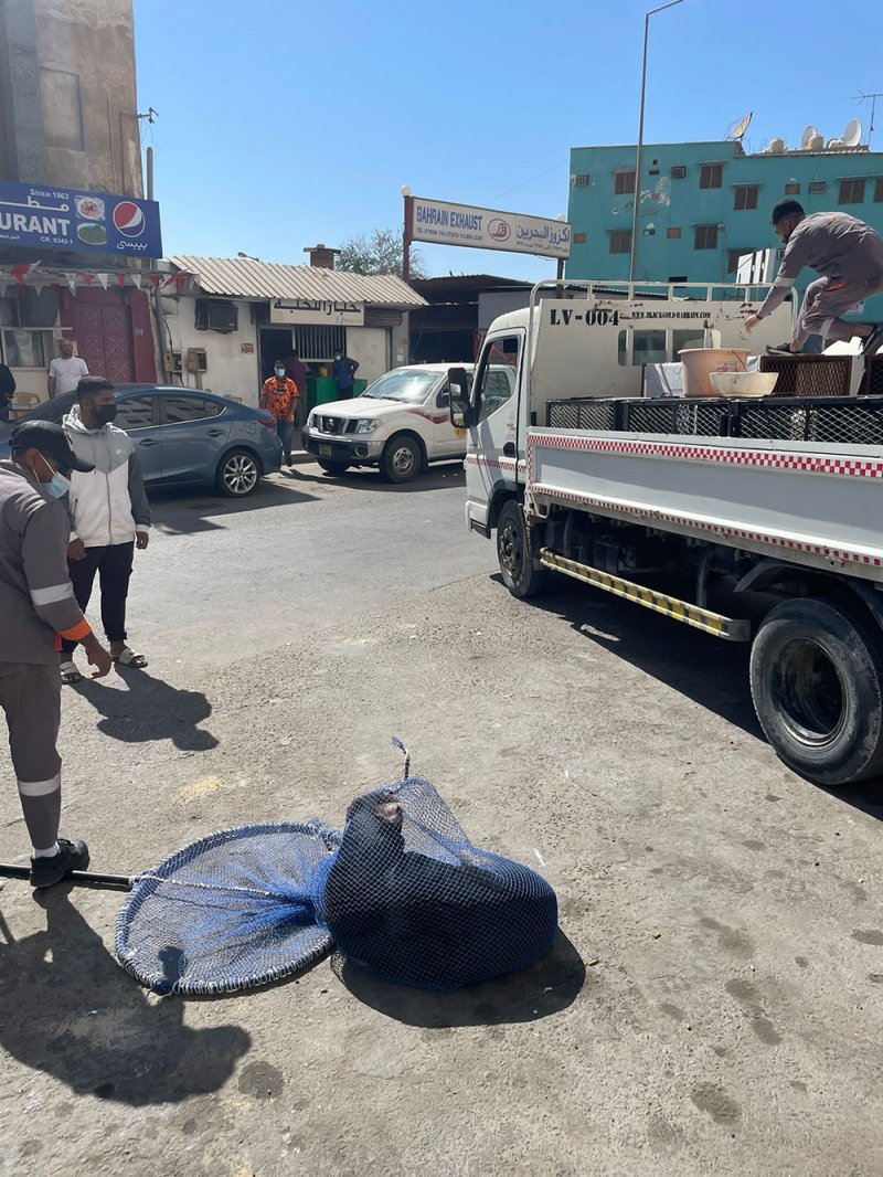 وكالة الثروة الحيوانية: عملنا على اصطياد الكلاب الضالة في مقبرة المنامة والمناطق المجاورة