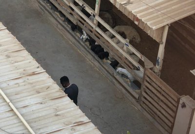 حظيرة مجمع 909 تراوح مكانها رغم شكاوي المواطنين
