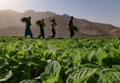 خضار ورقي.. غسله يجلب ضررا أكثر من المنفعة