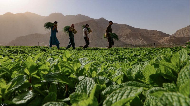 خضار ورقي.. غسله يجلب ضررا أكثر من المنفعة