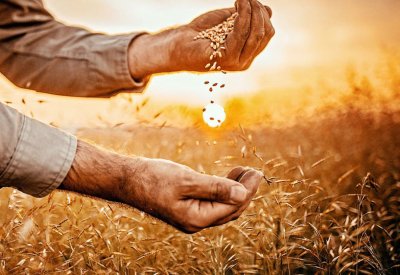 طعام العالم فوق لهيب الحرب.. أسعار القمح تقفز لأعلى مستوياتها على الإطلاق