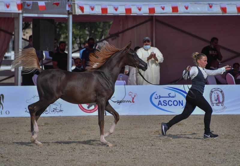 الجمعة انطلاق بطولة البحرين للإنتاج المحلي لجمال الخيل العربية