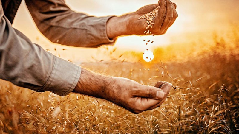 طعام العالم فوق لهيب الحرب.. أسعار القمح تقفز لأعلى مستوياتها على الإطلاق