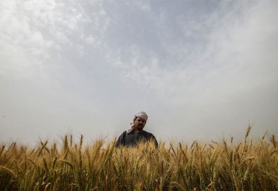 على وقع "الحرب".. مصر تلغي مناقصة لاستيراد القمح