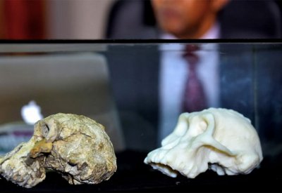 أكبر شجرة عائلة بالعالم تضم 27 مليونا.. والسودان بالواجهة