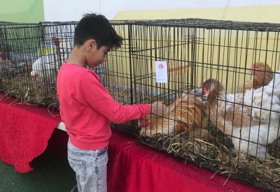 نادي دجاج الزينة ينظم معرضه الأول
