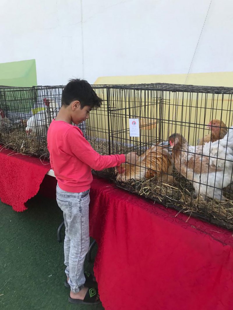 نادي دجاج الزينة ينظم معرضه الأول