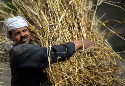 مصر.. خطة لاستيراد القمح من دول غير روسيا وأوكرانيا