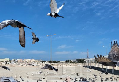 بالصور: أسراب الحمام تزور مقبرة المحرق