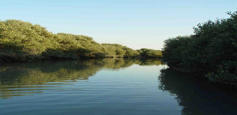 مدير في الاشغال: خليج توبلي "مقبرة"