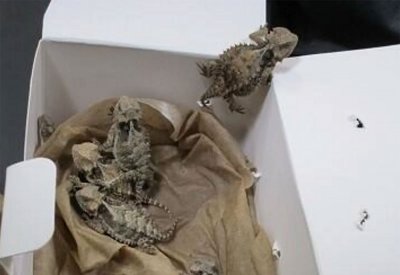 بالصور: ضبط ثلاثيني خبأ عشرات الثعابين والزواحف في بنطاله