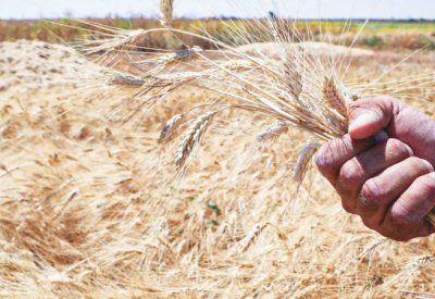 دولة عربية تحظر تصدير مواد غذائية.. إليك التفاصيل