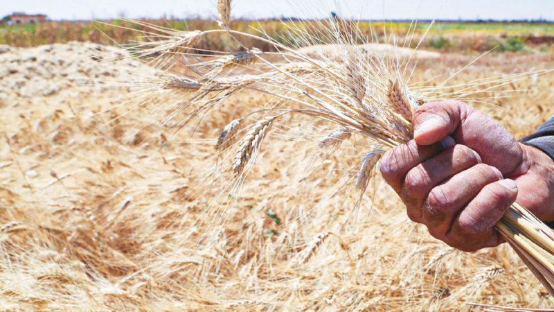 دولة عربية تحظر تصدير مواد غذائية.. إليك التفاصيل