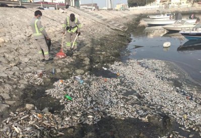 بالصور: "طن" من الأسماك النافقة في توبلي.. تعرف على أنواعها والأسباب