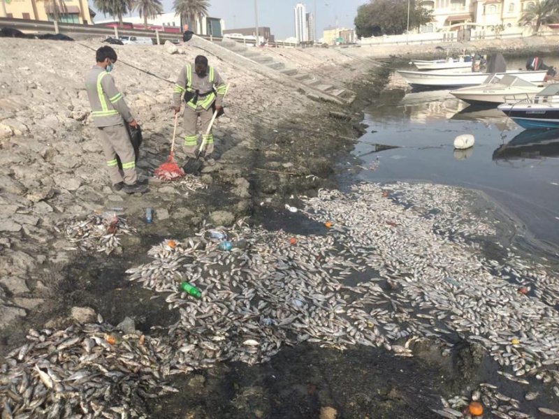 بالصور: "طن" من الأسماك النافقة في توبلي.. تعرف على أنواعها والأسباب
