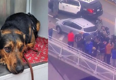 بالفيديو: فعلوا كل ذلك لإنقاذ كلب من الغرق