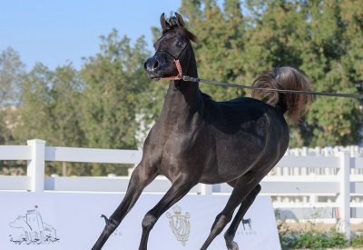 الخميس انطلاق بطولة فيصل بن حمد لجمال الخيل العربية