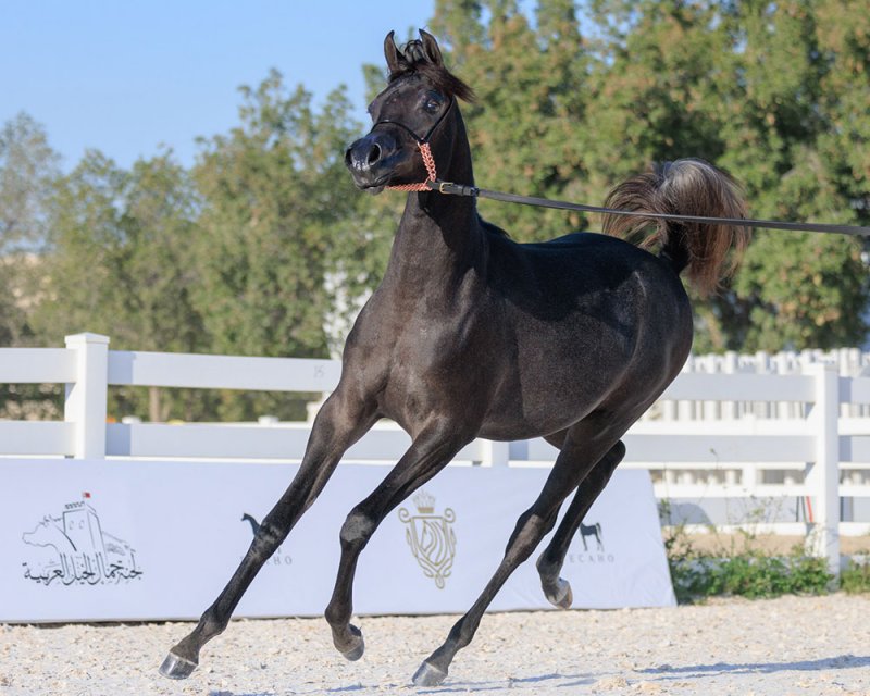 الخميس انطلاق بطولة فيصل بن حمد لجمال الخيل العربية