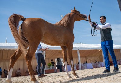 منافسات بطولة فيصل بن حمد لجمال الخيل تتواصل