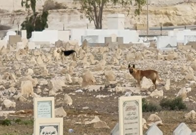 بالصور: كلاب ضالة تسرح وتمرح في المقابر