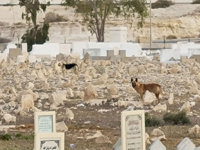 بالصور: كلاب ضالة تسرح وتمرح في المقابر